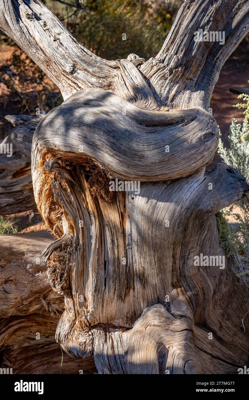 Twisted trunk of a dead Utah Juniper tree in Kodachrome Basin State Park in southwestern Utah. Stock Photo