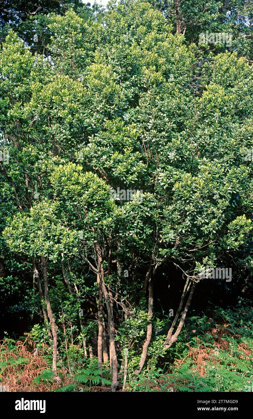 Faya (Myrica faya or Morella faya) is a small evergreen tree endemic to Macaronesia (Canary Islands, Azores and Madeira). Stock Photo