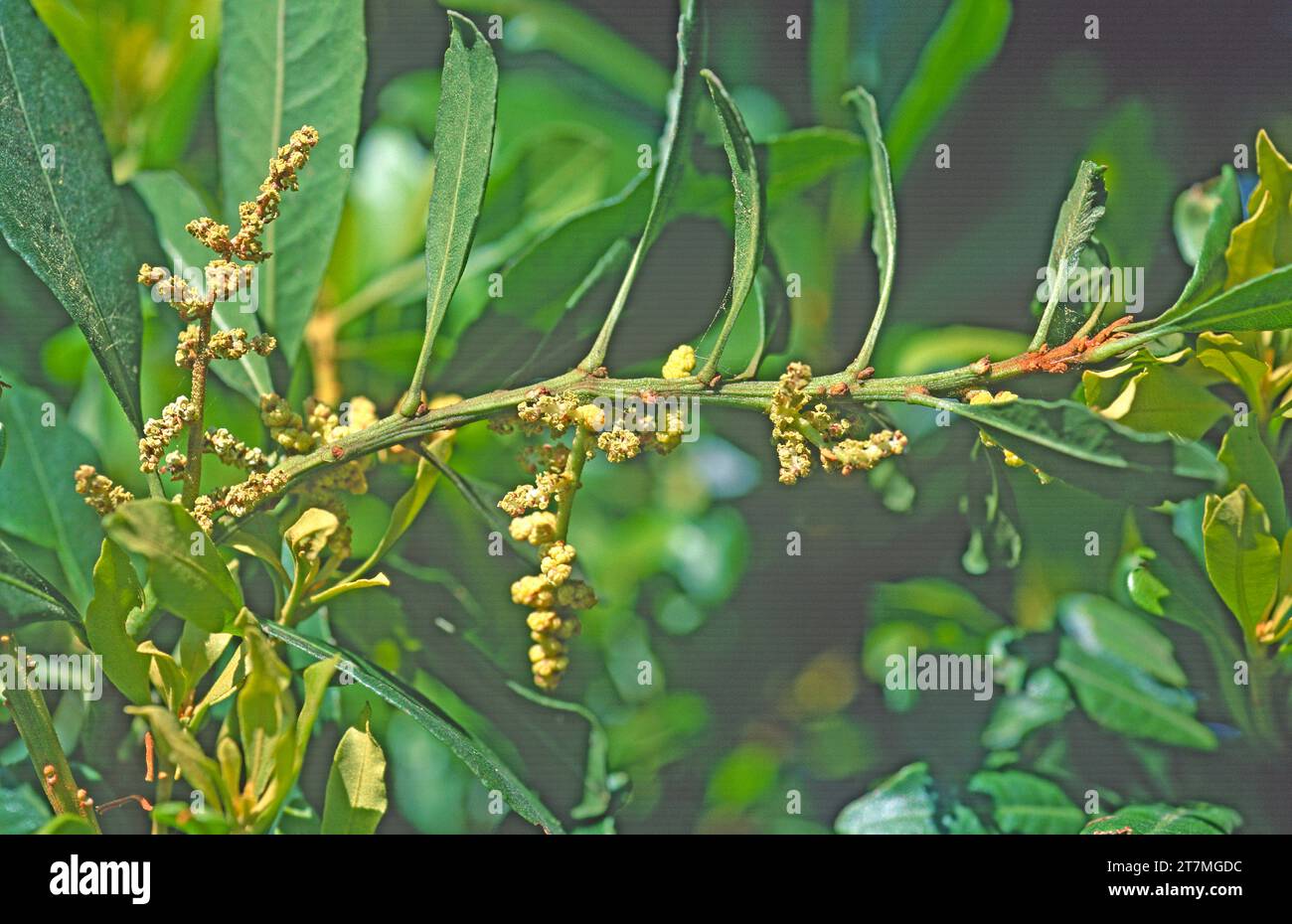 Faya (Myrica faya or Morella faya) is a small evergreen tree endemic to Macaronesia (Canary Islands, Azores and Madeira). Male flowers detail. Stock Photo