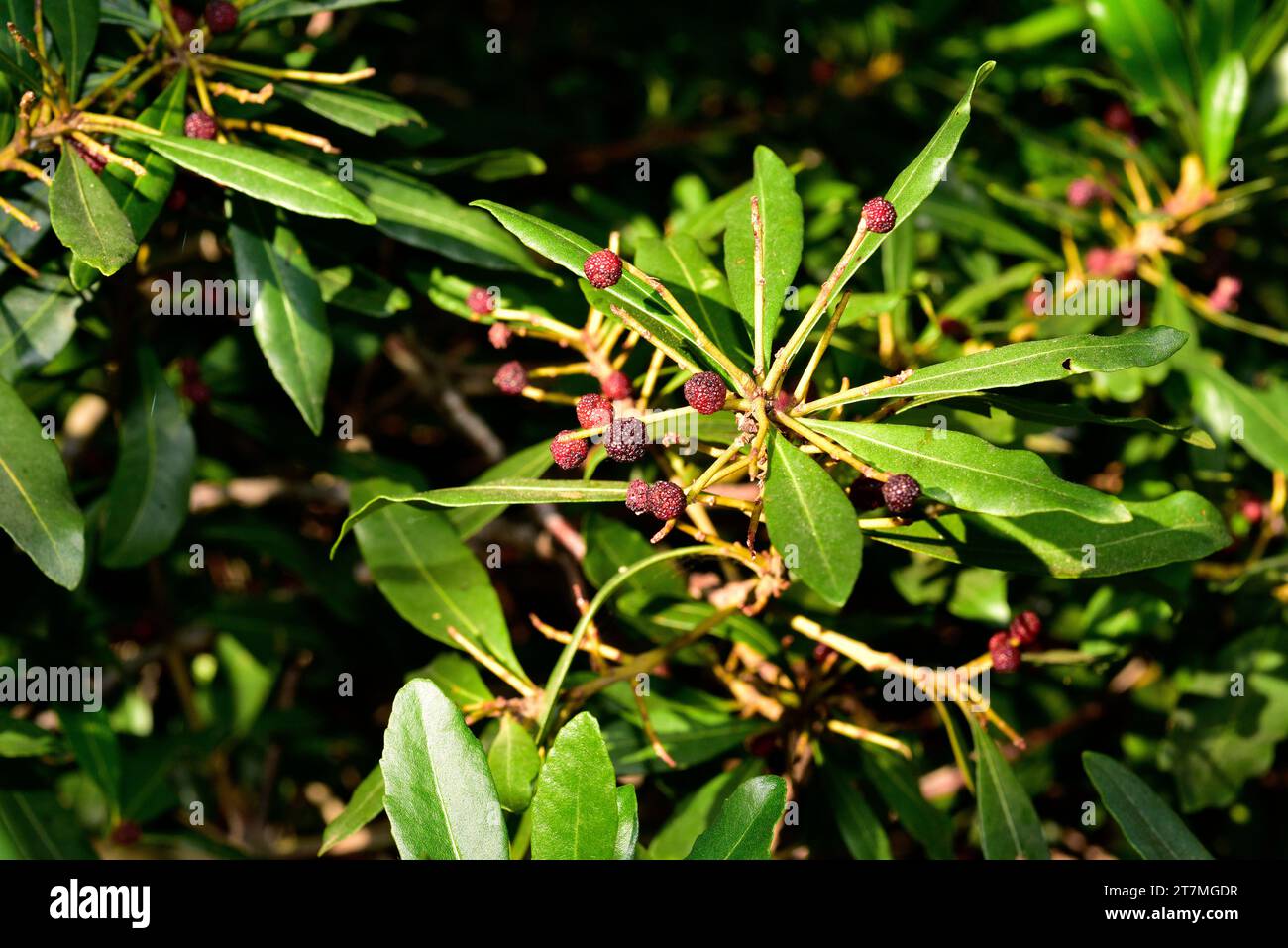 Faya (Myrica faya or Morella faya) is a small evergreen tree endemic to Macaronesia (Canary Islands, Azores and Madeira). Edible fruits detail. Stock Photo