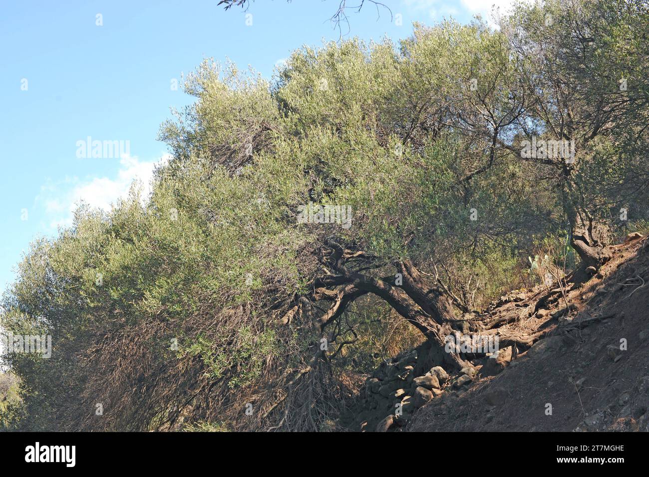 Acebuche canario (Olea cerasiformis or Olea europaea guanchica) is a tree endemic to Canary Islands. This photo was taken in Gran Canaria. Stock Photo