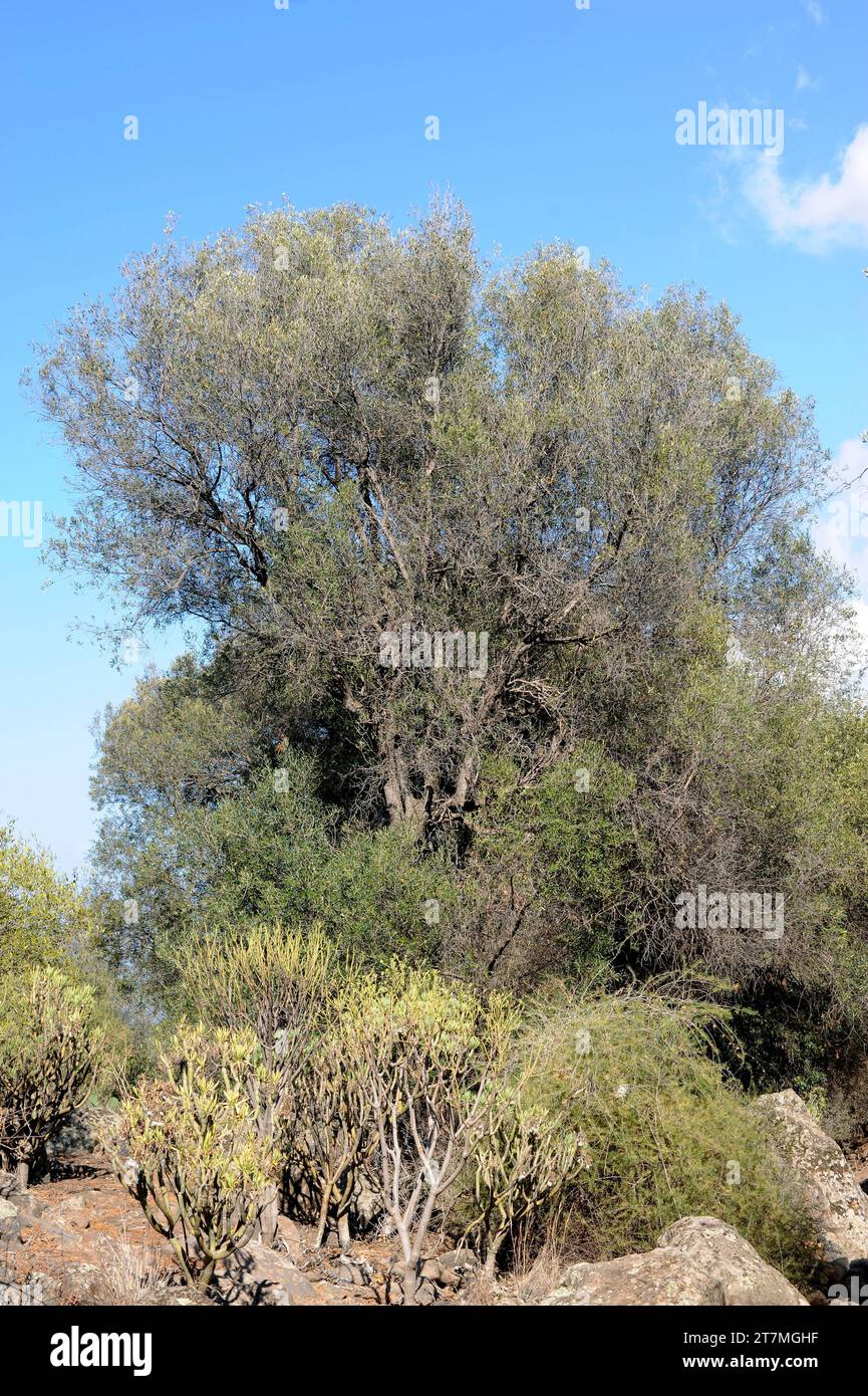 Acebuche canario (Olea cerasiformis or Olea europaea guanchica) is a tree endemic to Canary Islands. This photo was taken in Gran Canaria. Stock Photo