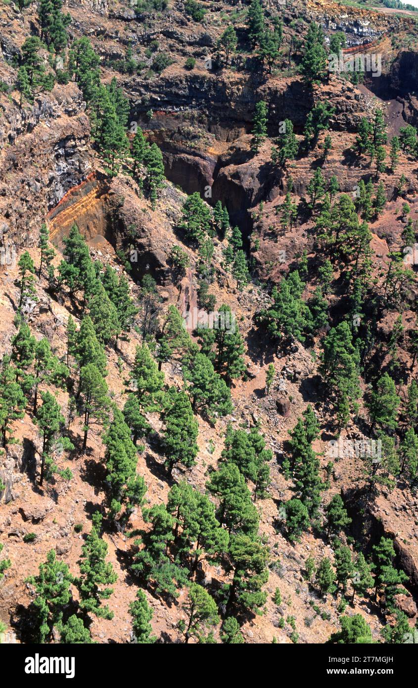 Pino canario (Pinus canariensis) is an evergreen tree endemic to Canary ...