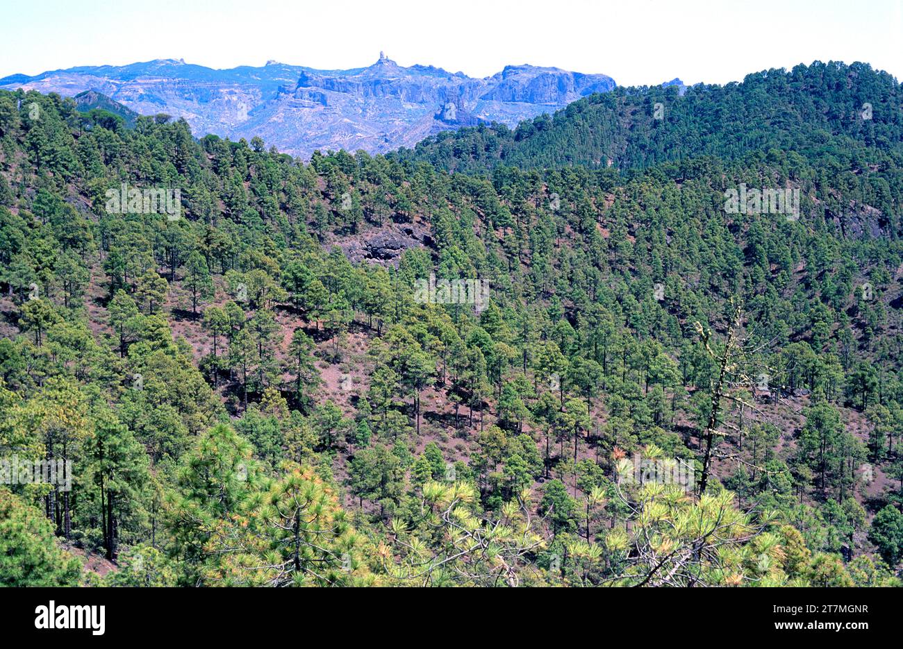 Pino canario (Pinus canariensis) is an evergreen tree endemic to Canary ...