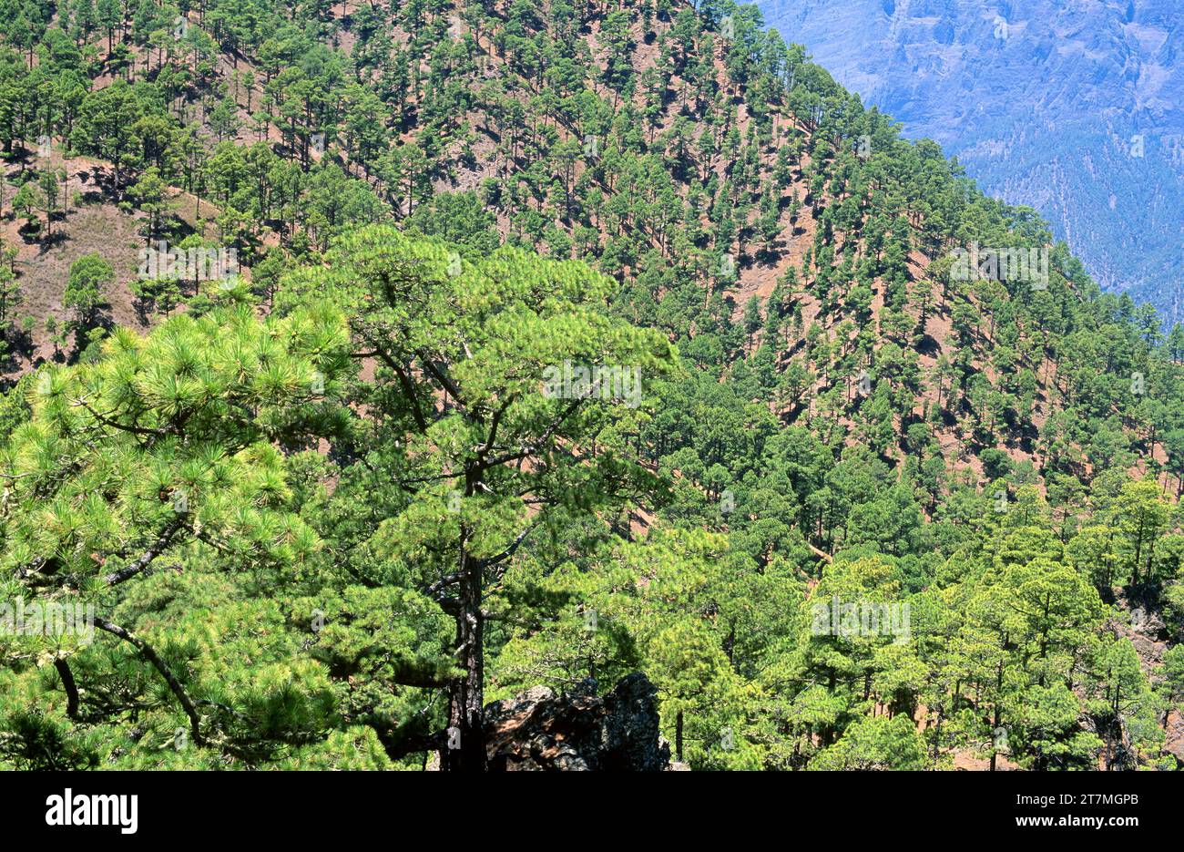 Pino canario (Pinus canariensis) is an evergreen tree endemic to Canary ...
