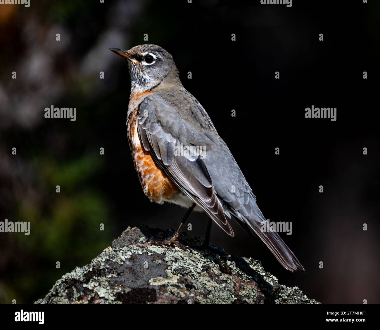American Robin Perched on Rock in Rocky Mountain National Park Stock Photo