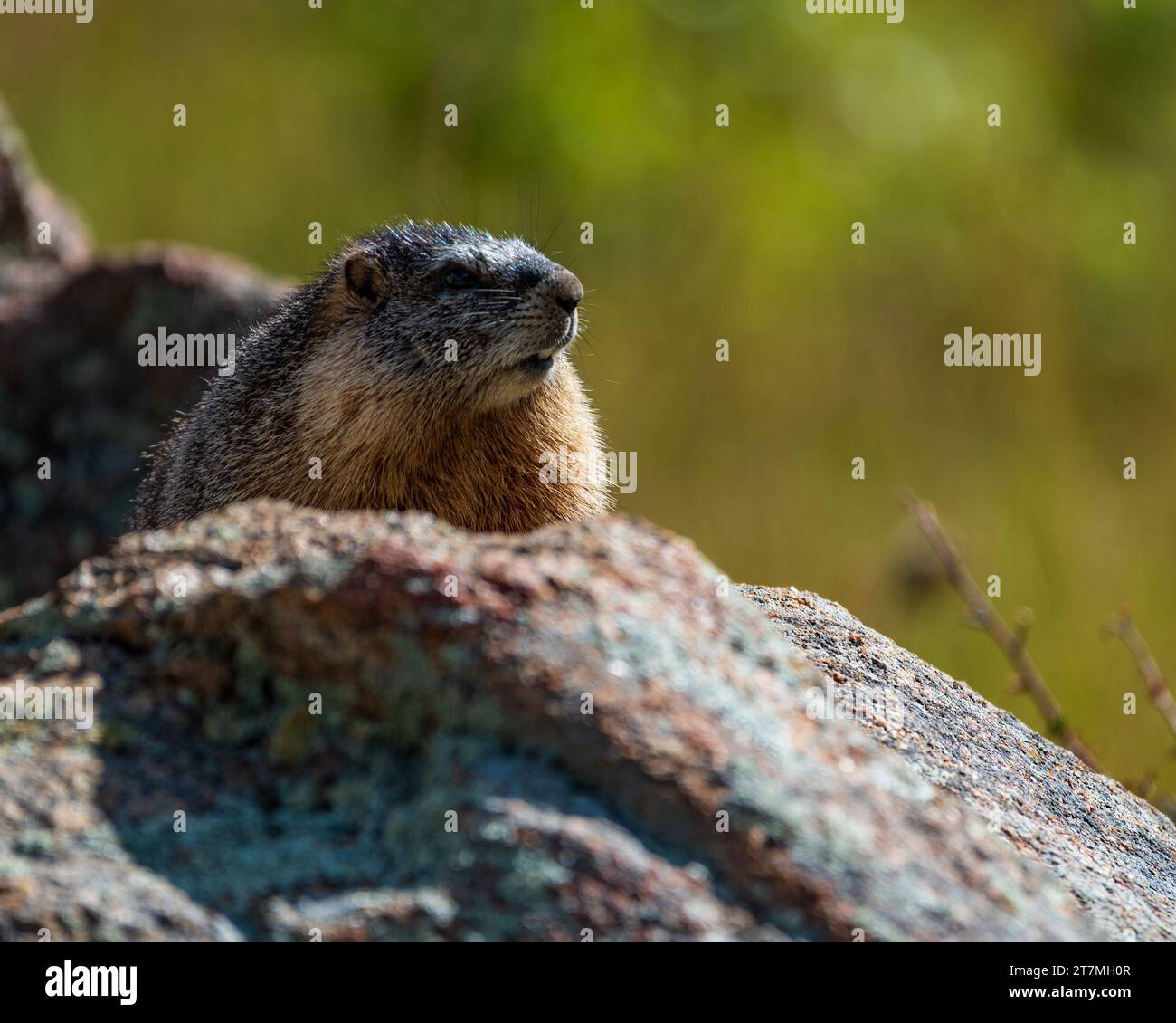 Yellow-bellied Marmot Perched on Rock in Rocky Mountain National Park Stock Photo