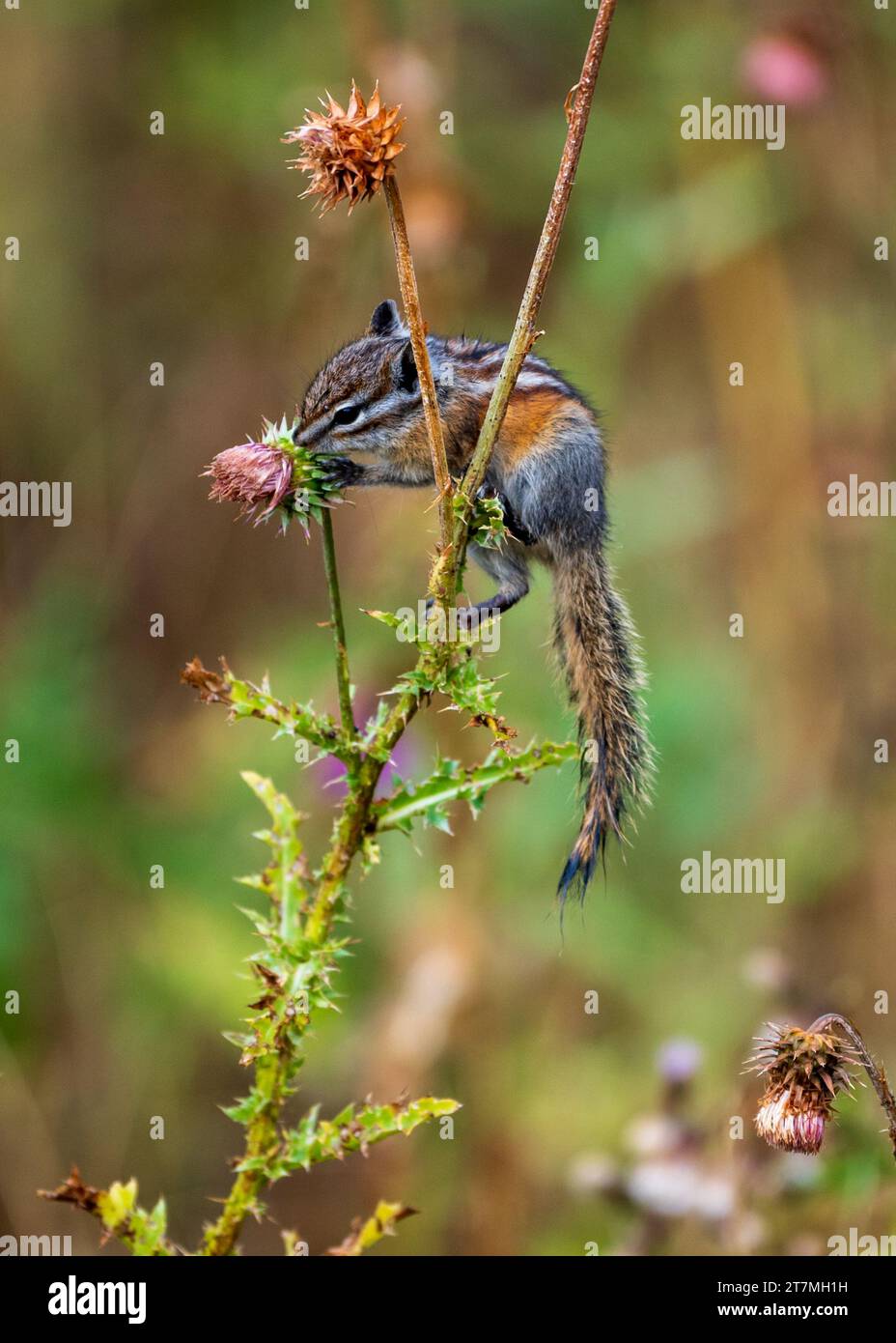 Least Chipmunk Eating Thistle Flowers in Rocky Mountain National Park