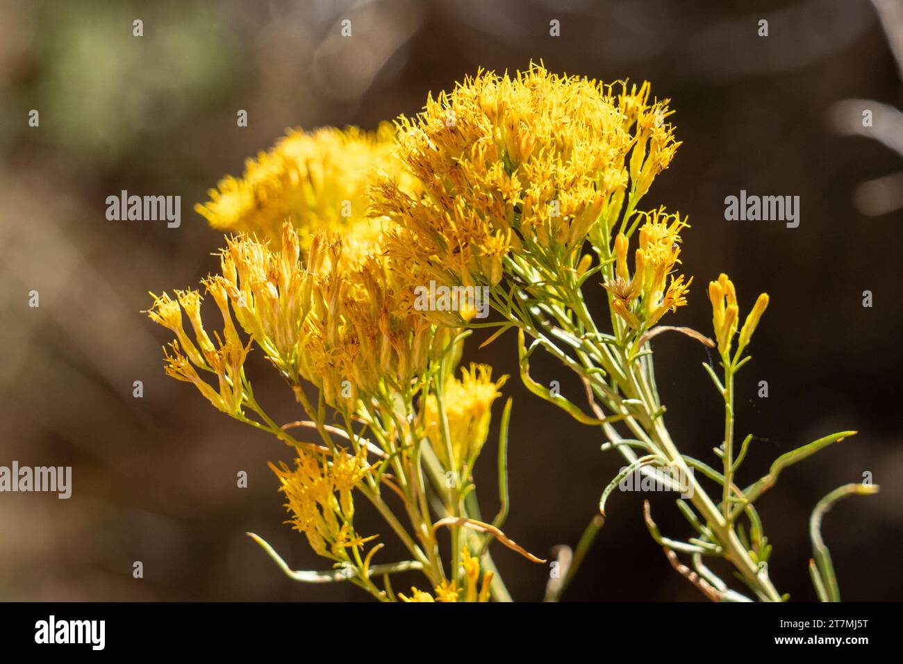 Rubber Rabbitbrush, Ericameria nauseosa, in bloom in autumn in Kodachrome Basin State Park in Utah. Stock Photo