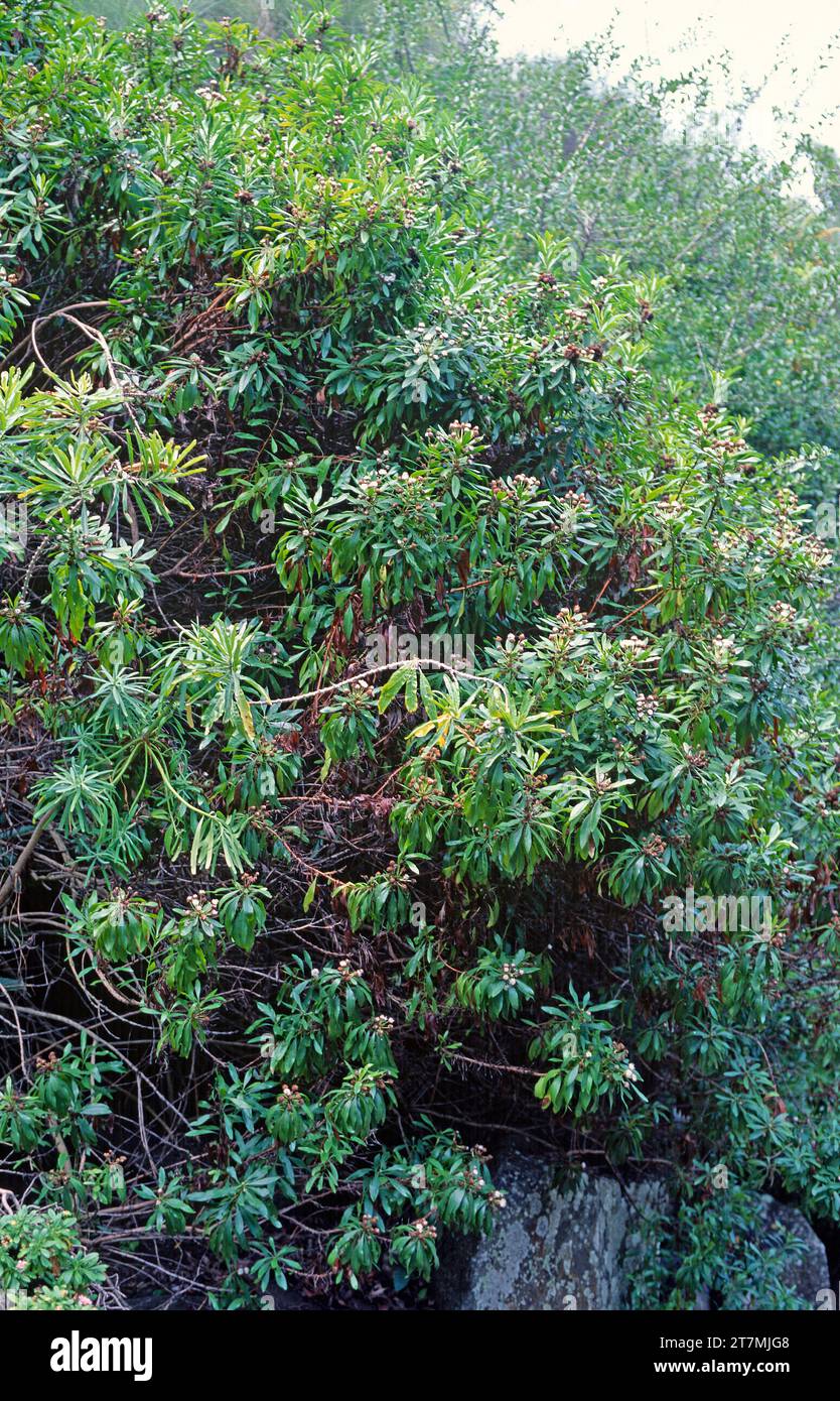 Lengua de pajaro (Globularia salicina) is a shrub endemic to part of Macaronesia (Gran Canaria, Tenerife, La Gomera, La Palma, El Hierro and Madeira). Stock Photo