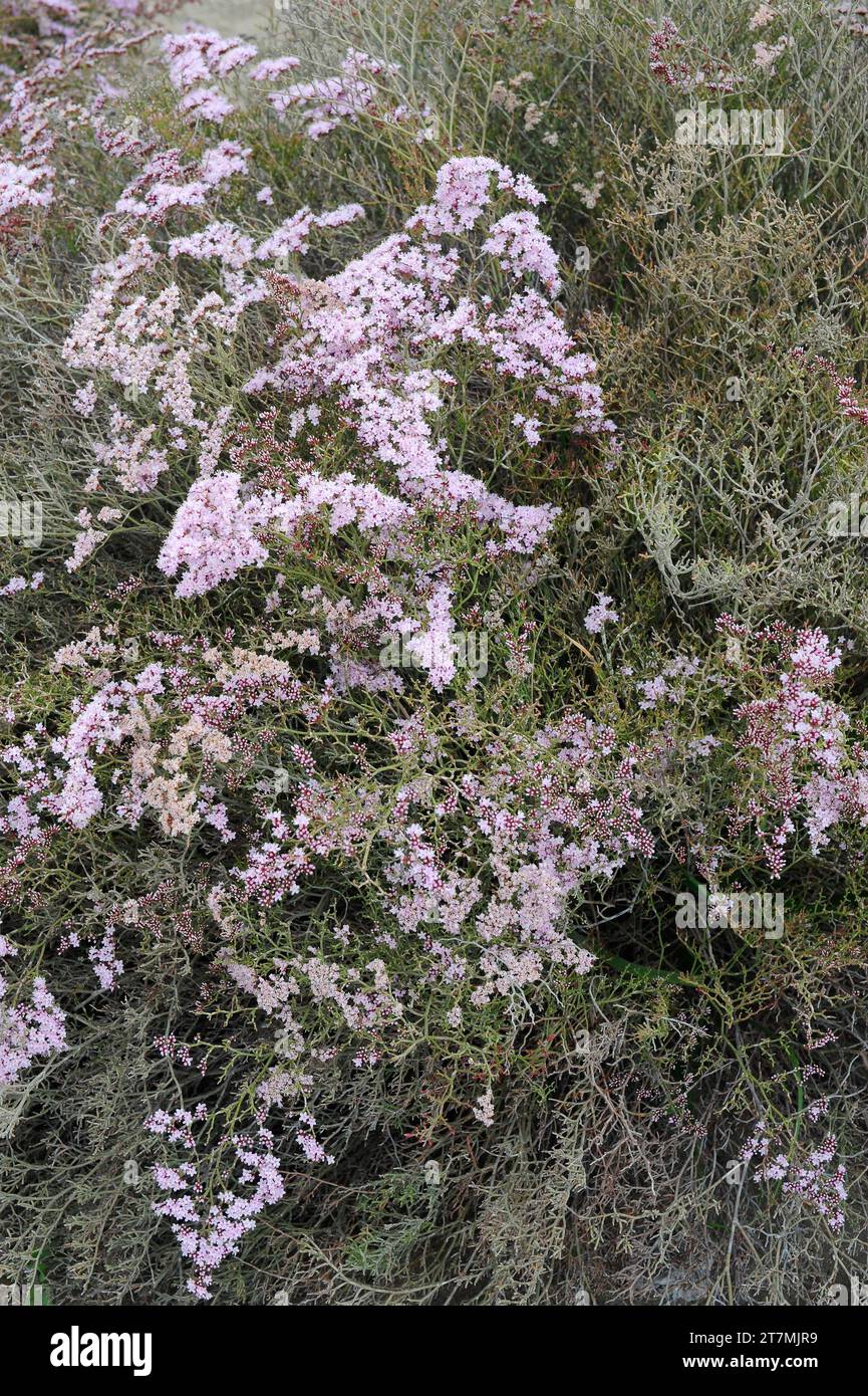 Siempreviva espinocha (Limonium tuberculatum) is a shrub native to Macaronesia, and northwestern Africa. This photo was taken in Maspalomas, Gran Cana Stock Photo
