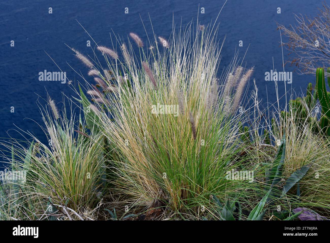 Rabo de gato (Pennisetum setaceum or Cenchrus setaceus) is a perennial herb native to east Africa, Middle East and southwestern Asia and naturalized i Stock Photo