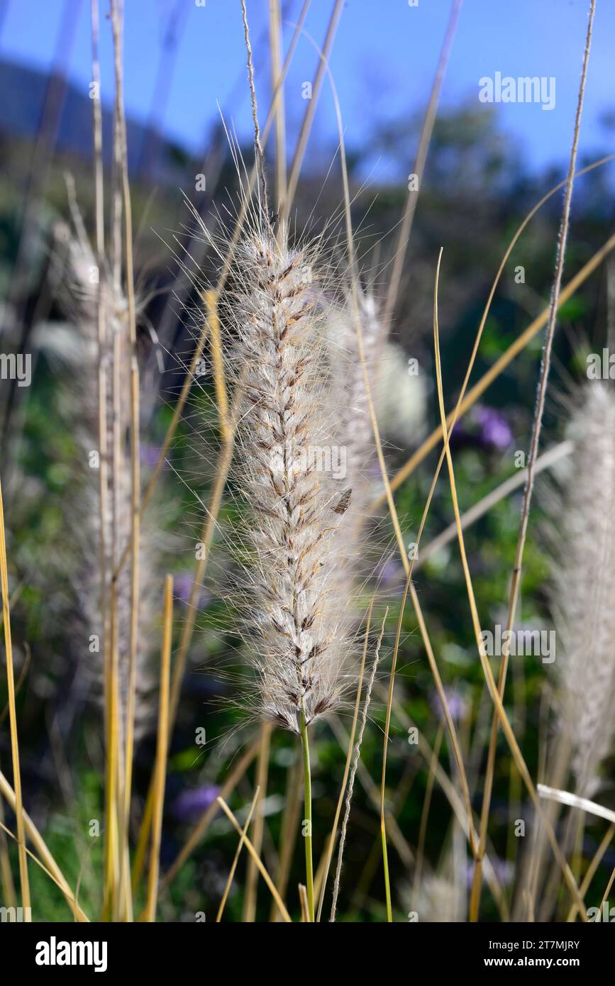 Rabo de gato (Pennisetum setaceum or Cenchrus setaceus) is a perennial herb native to east Africa, Middle East and southwestern Asia and naturalized i Stock Photo