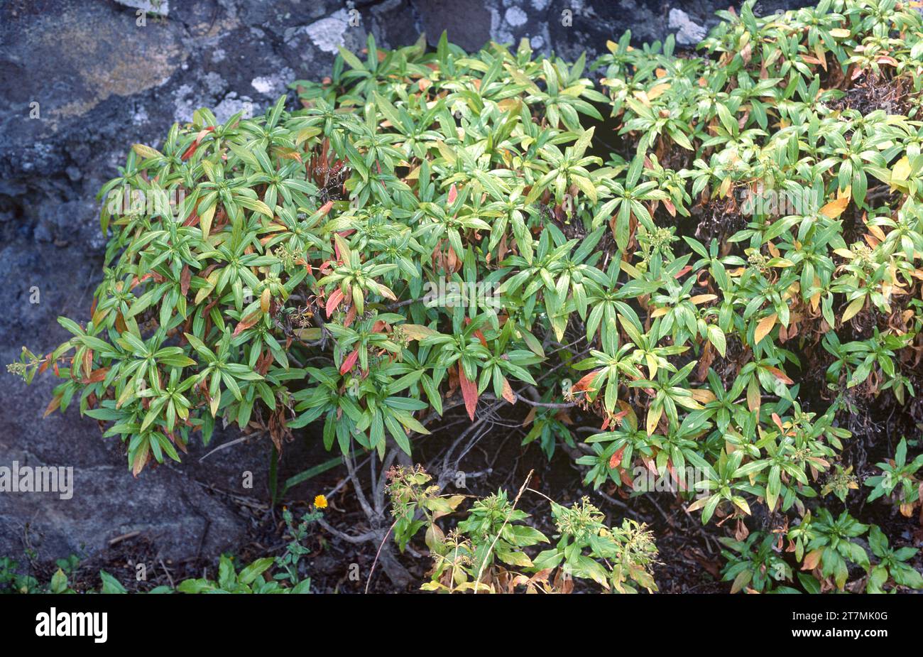 Capitana (Phyllis nobla) is a shrub endemic to Macaronesia (Madeira and Canary Islands except Lanzarote and Fuerteventura). Stock Photo