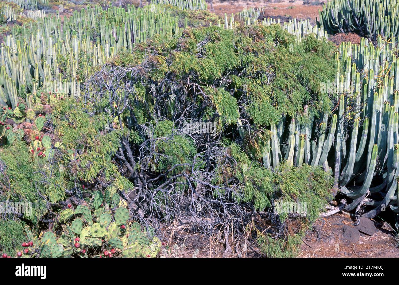 Balo (Plocama pendula) surrounded by cardon (Euphorbia canariensis). Balo is a shrub endemic to all Canary Islands except Lanzarote. This photo was ta Stock Photo