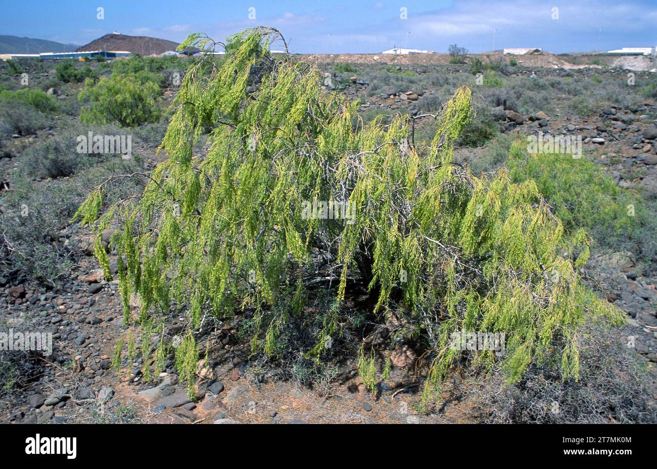 Balo (Plocama pendula) is a shrub endemic to all Canary Islands except Lanzarote. This photo was taken in Tenerife, Canary Islands, Spain. Stock Photo