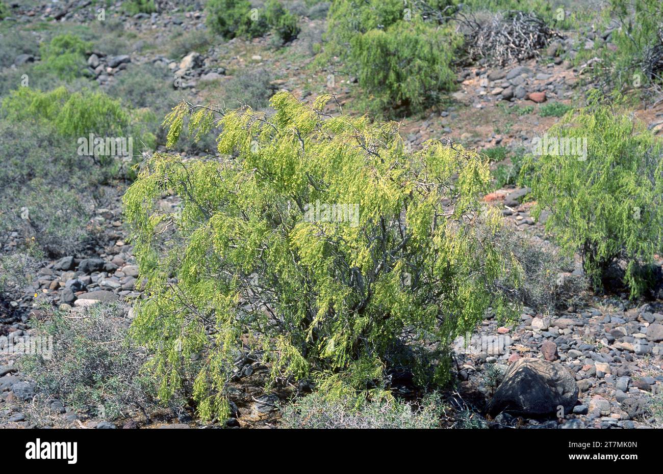 Balo (Plocama pendula) is a shrub endemic to all Canary Islands except Lanzarote. This photo was taken in Tenerife, Canary Islands, Spain. Stock Photo