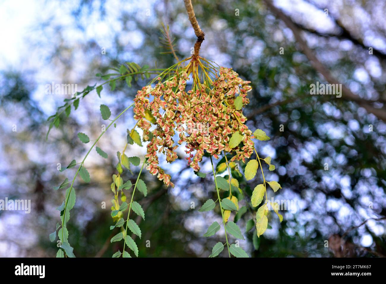 Palosangre or palo de sangre (Marcetella moquiniana) is a shrub endemic to Gran Canaria, Tenerife and La Gomera, Canary Islands, Spain. Fruits detail. Stock Photo