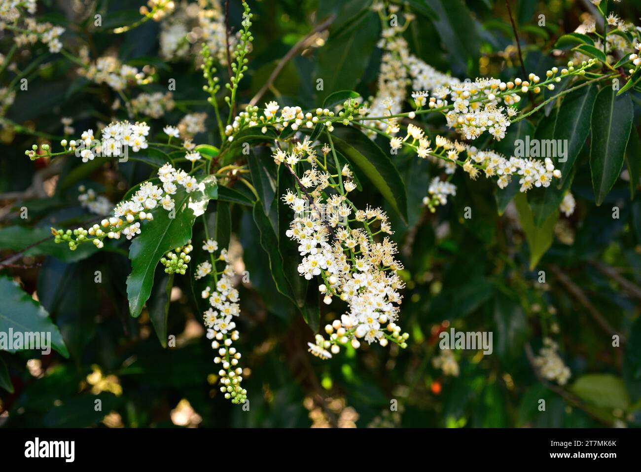 Portugal laurel or hija (Prunus lusitanica) is an evergreen small tree Native to Spain, Portugal, southwestern France, Morocco and Macaronesia. Stock Photo