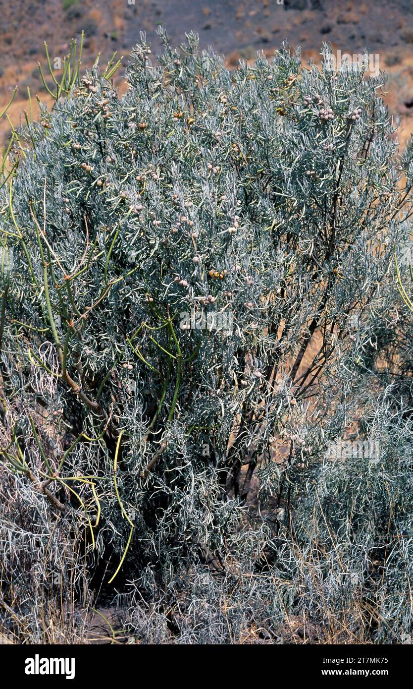 Orijama or leña buena (Cneorum pulverulentum or Neochamaelea pulverulenta) is a branched medicinal shrub endemic to part of Canary Islands (Gran Canar Stock Photo