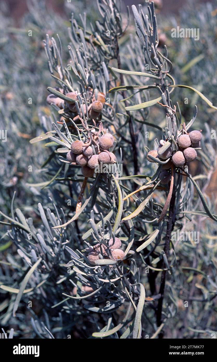 Orijama or leña buena (Cneorum pulverulentum or Neochamaelea pulverulenta) is a branched medicinal shrub endemic to part of Canary Islands (Gran Canar Stock Photo