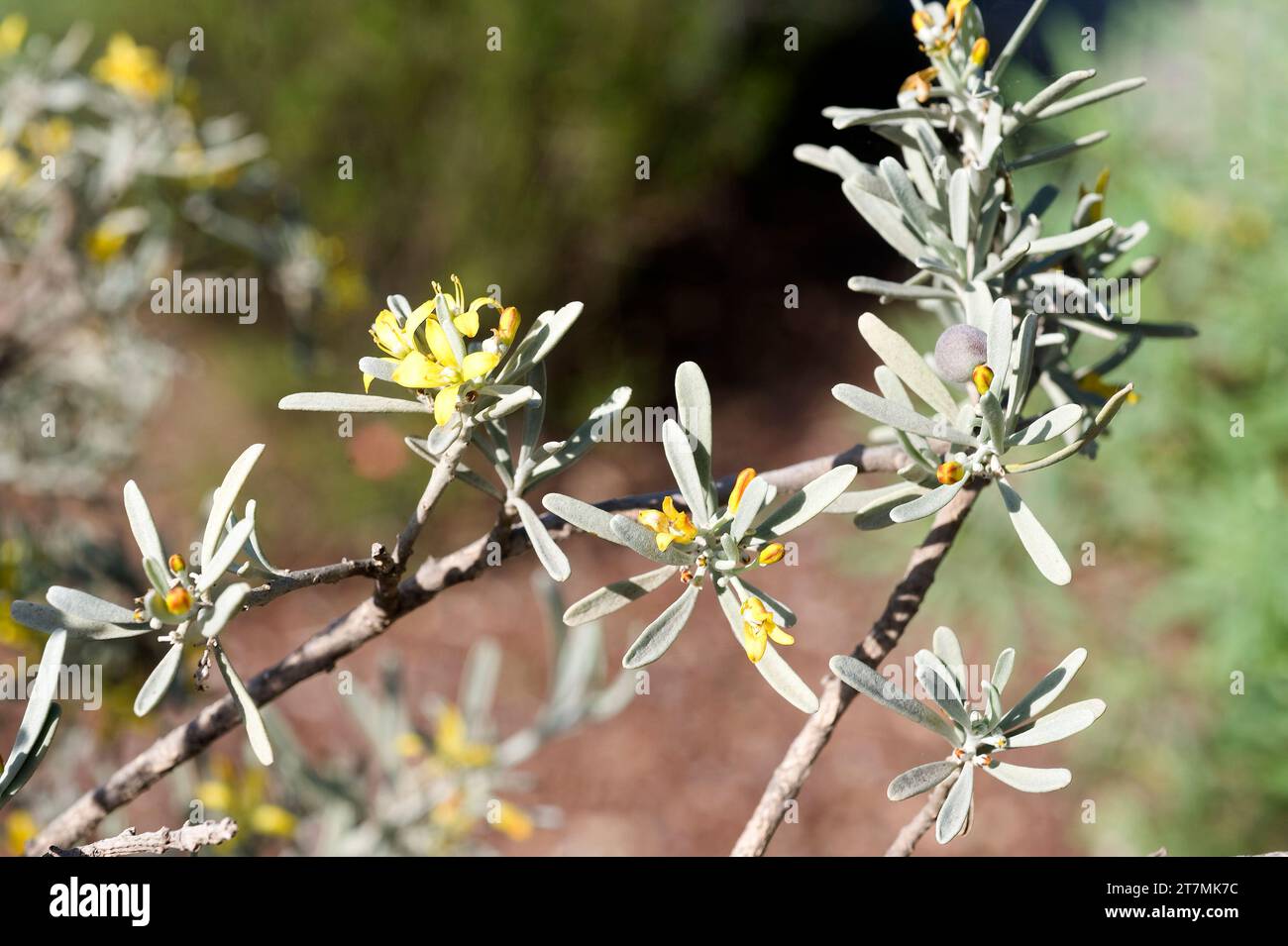 Orijama or leña buena (Cneorum pulverulentum or Neochamaelea pulverulenta) is a branched medicinal shrub endemic to part of Canary Islands (Gran Canar Stock Photo