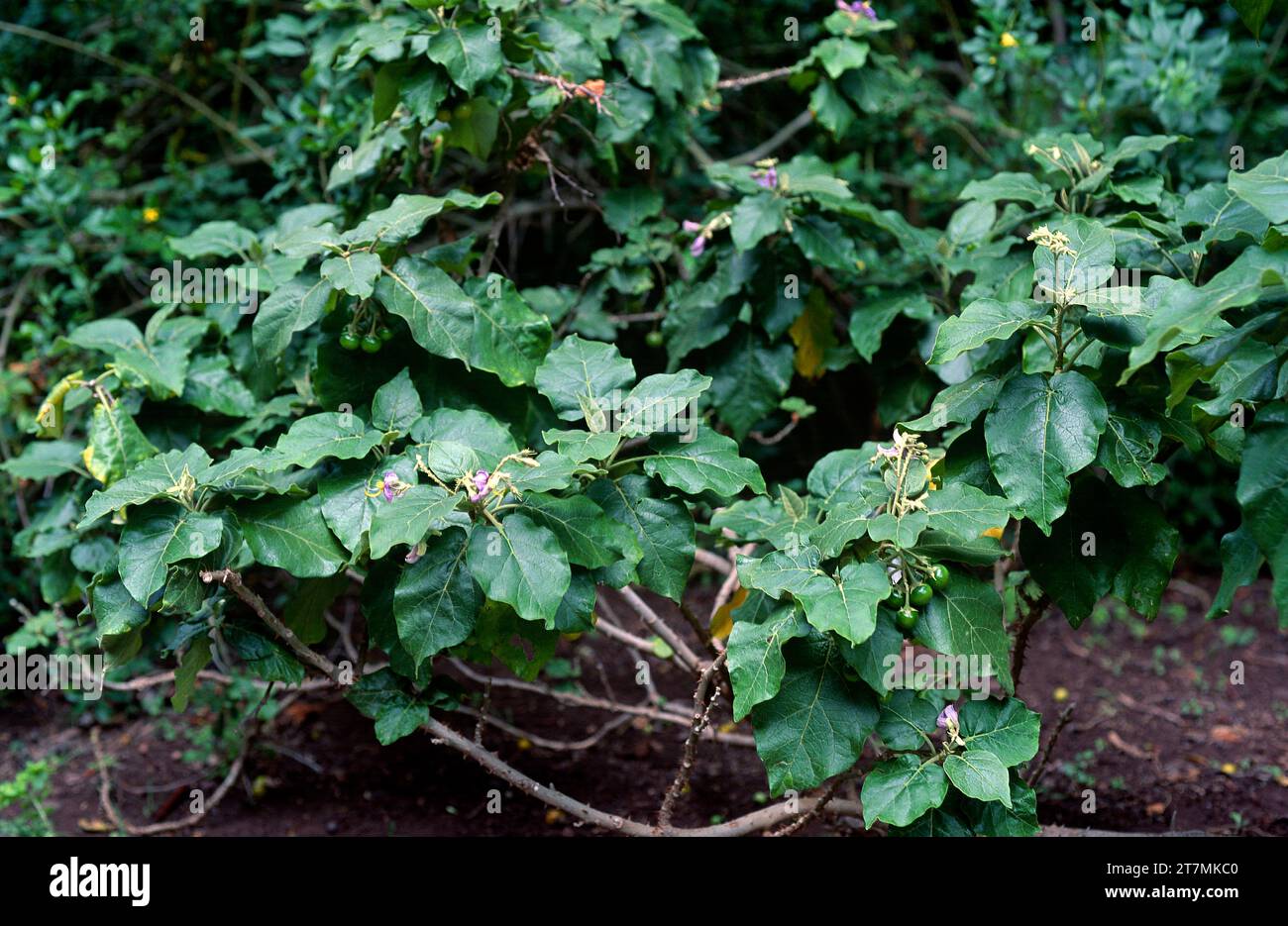 Rejalgadera (Solanum vespertilio) is an endangered shrub endemic to Gran Canaria and Tenerife, Canary Islands, Spain. Stock Photo