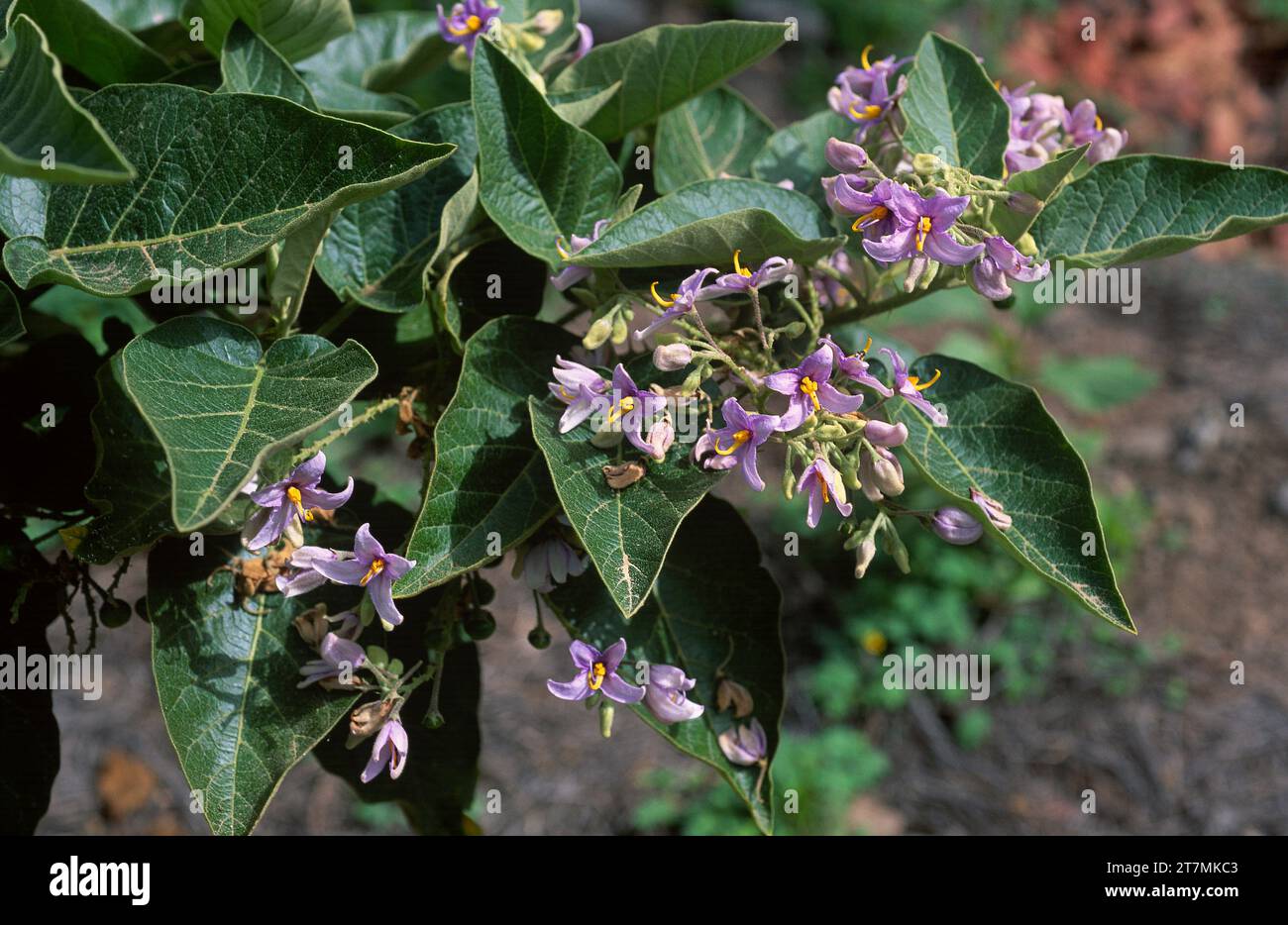 Rejalgadera (Solanum vespertilio) is an endangered shrub endemic to Gran Canaria and Tenerife, Canary Islands, Spain. Stock Photo
