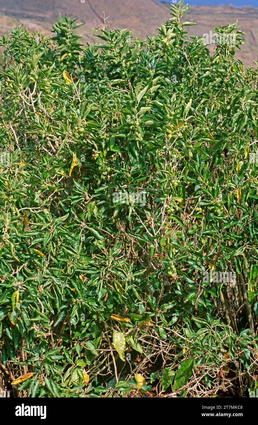 Orobal (Withania aristata) is a medicinal shrub native to Canary Islands (except Lanzarote and Fuerteventura) and northern Africa. Stock Photo