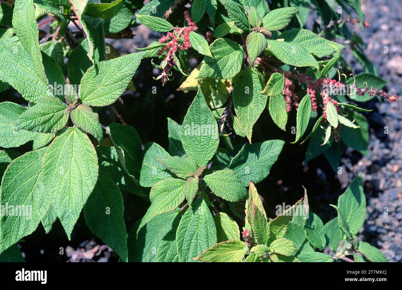 Estrelladera or ortigon de monte (Gesnouinia arborea) is a shrub endemic to Canary Islands except Lanzarote and Fuerteventura. This photo was taken in Stock Photo