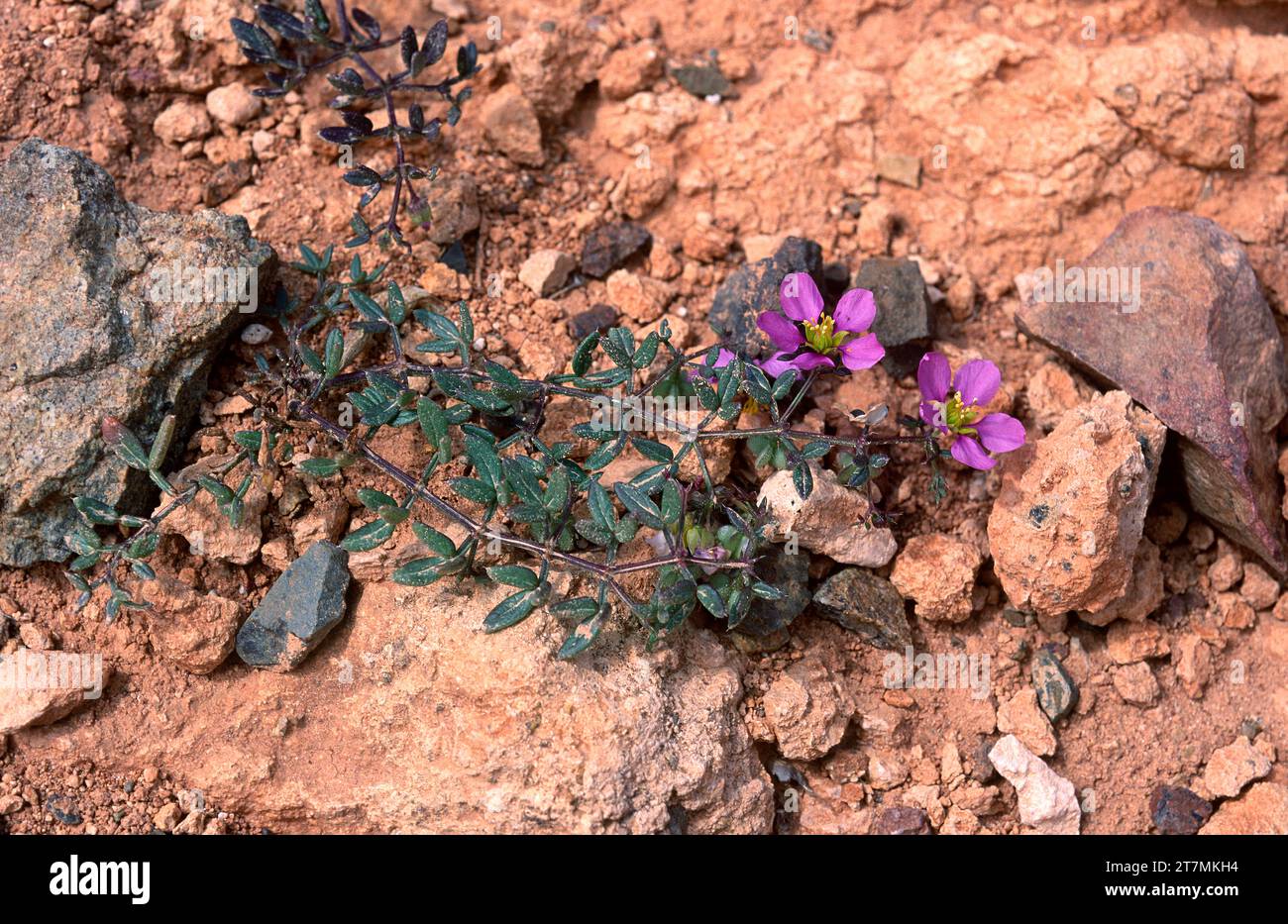 Virgin's mantle (Fagonia cretica) is an annual prostrate herb native to Mediterranean basin and Canary Islands. This photo was taken in Fuerteventura, Stock Photo