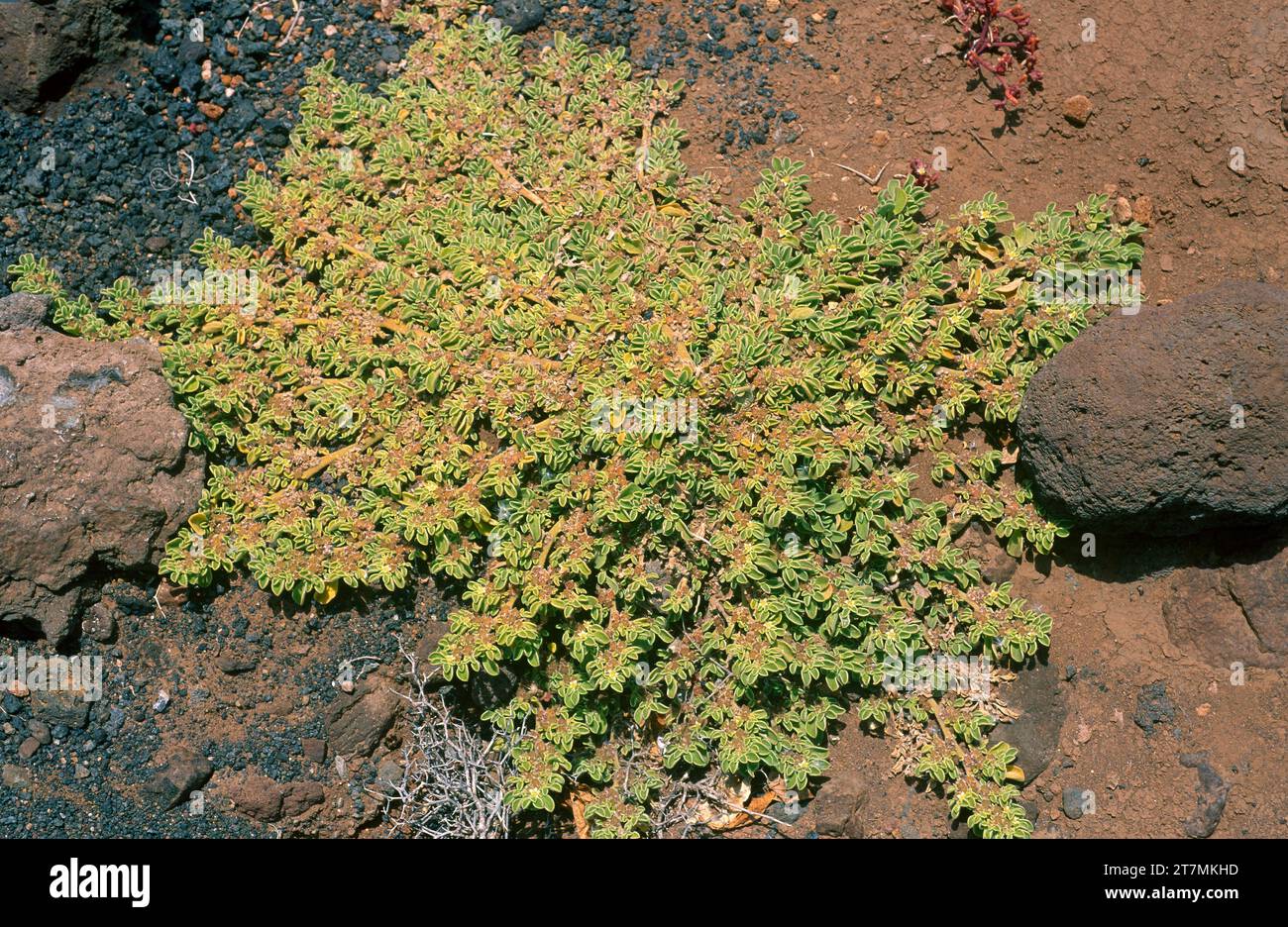 Pata camello or pata gallina (Aizoon canariense) is a prostrate annual herb native to Macaronesia and northwestern Africa. This photo was taken in Fue Stock Photo