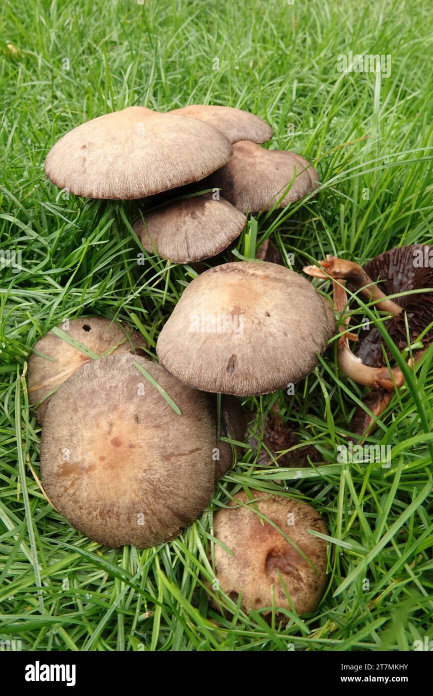 Natural vertical closeup on a cluster of weeping widow mushrooms, Lacrymaria lacrymabunda in a garden lawn Stock Photo