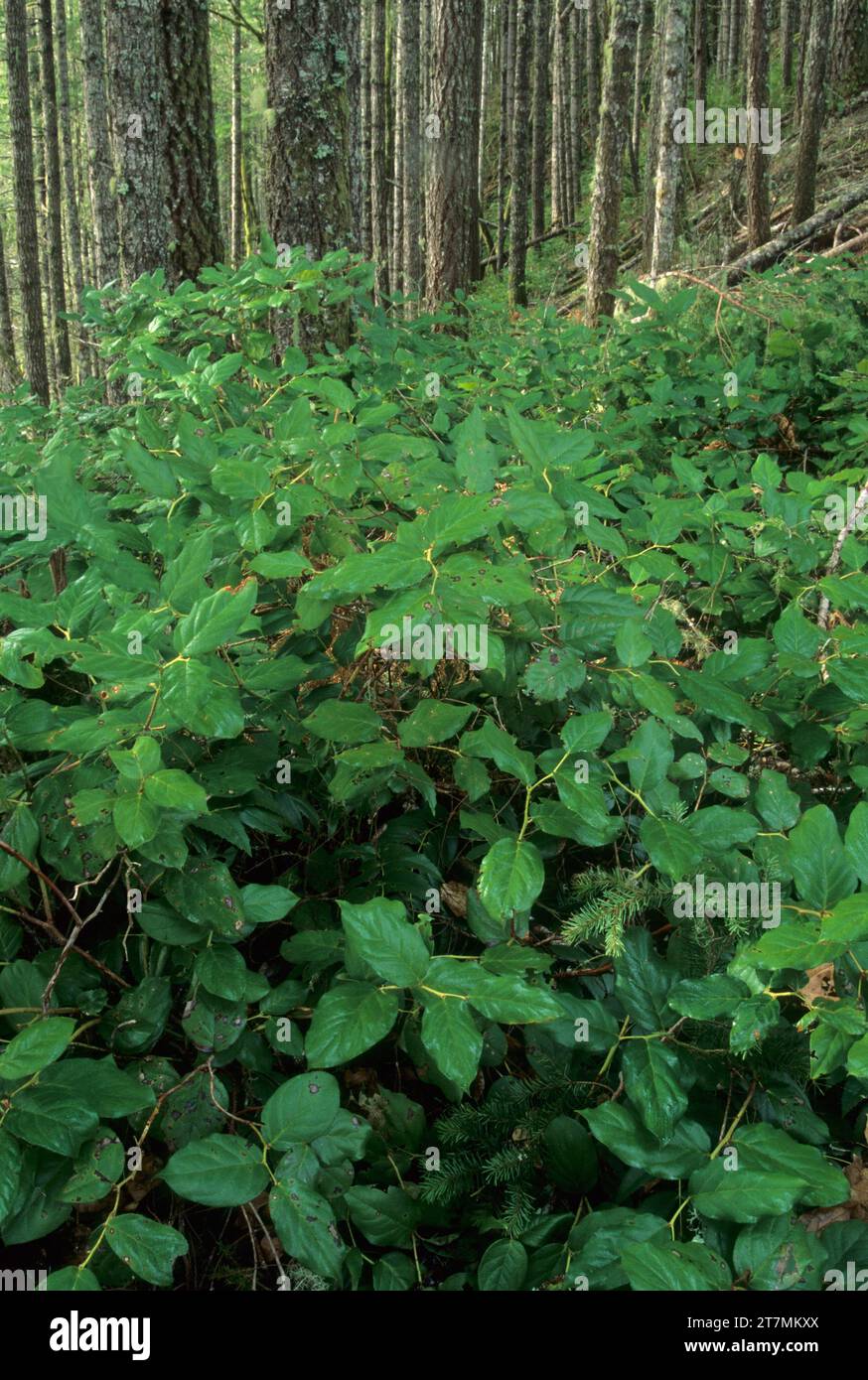 Salal (Gaultheria shallon) and Douglas fir along Clay Creek Trail