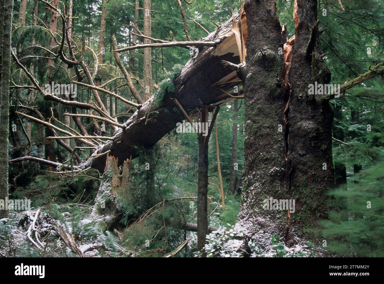 Fallen sitka spruce, Ecola State Park, Lewis & Clark National Historic Park, Oregon Stock Photo