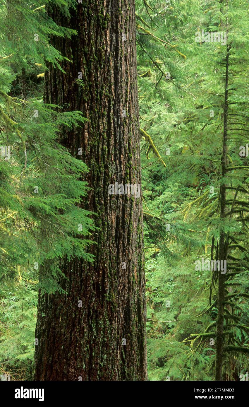Doerner Fir-worlds largest Douglas fir (Pseudotsuga menziesii), Coos Bay Bureau of Land Management, Oregon Stock Photo