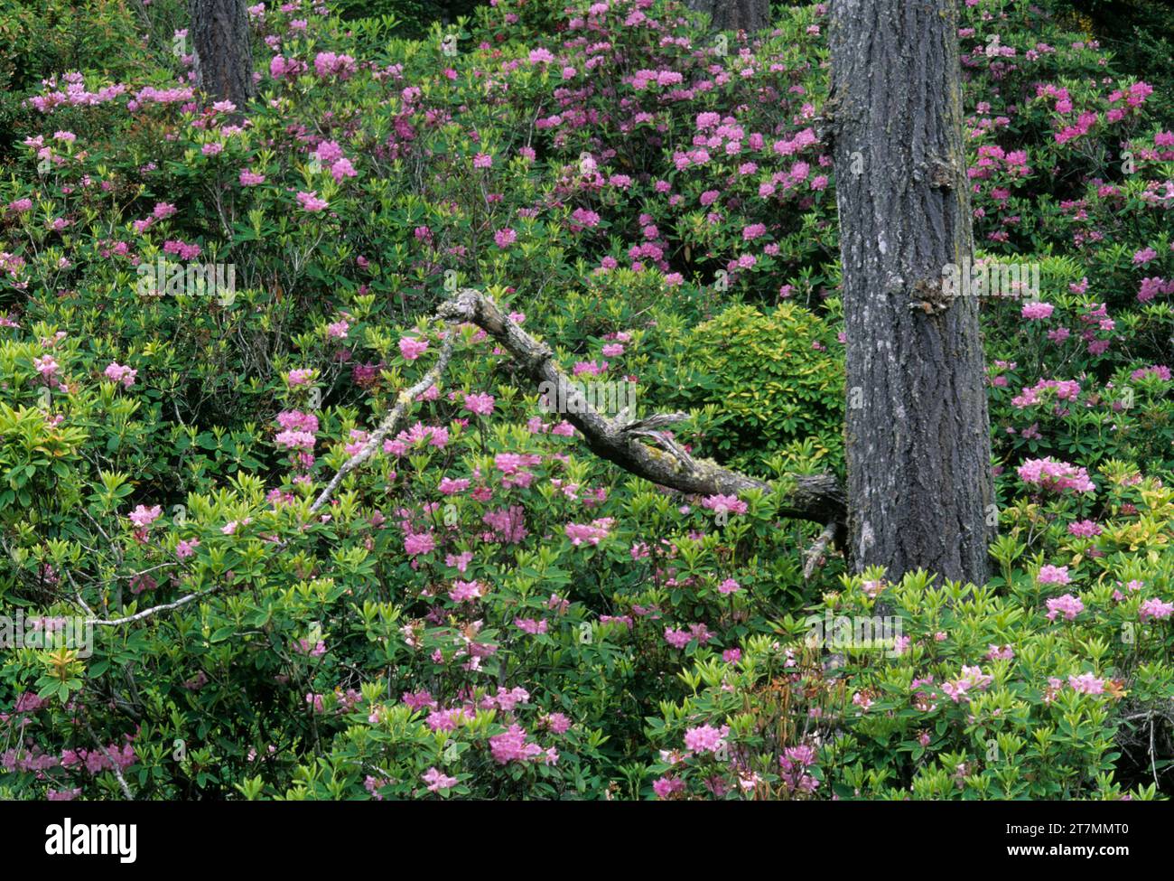 Pacific rhododendron (Rhododendron macrophyllum) in Siltcoos River area, Oregon Dunes National Recreation Area, Oregon Stock Photo