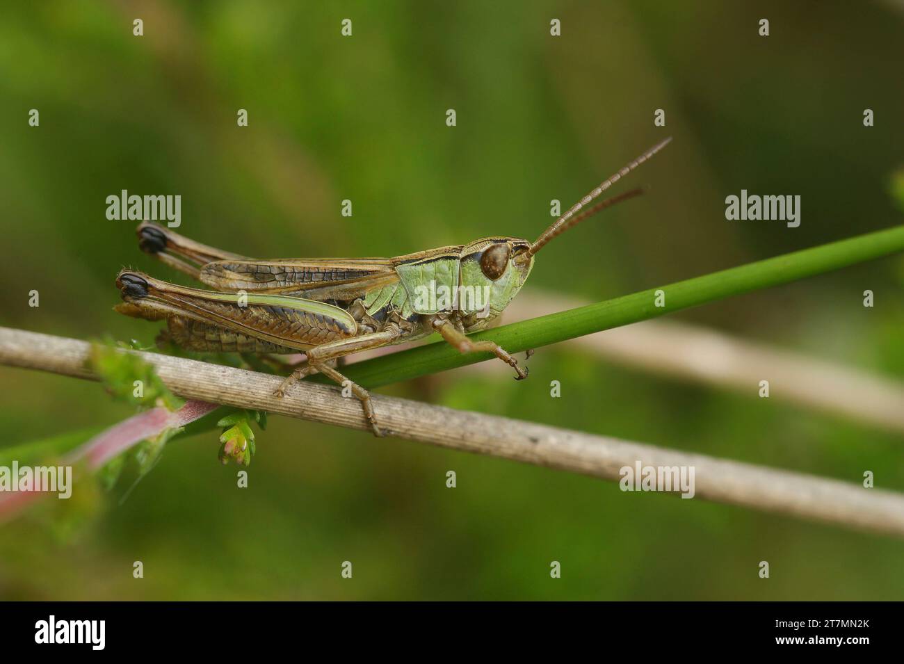 Natural closeup on the common European Meadow grasshopper, Pseudochorthippus parallelus in the grass Stock Photo