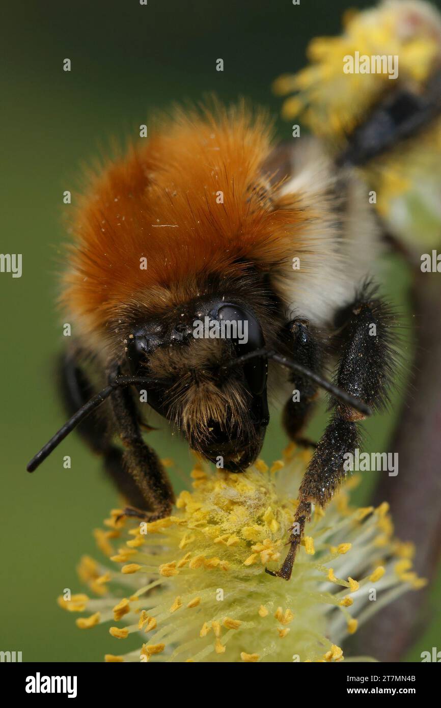 Natural vertical closeup on a European common brown banded bumblebee, Bombus pascuorum on yellow Willow pollen Stock Photo