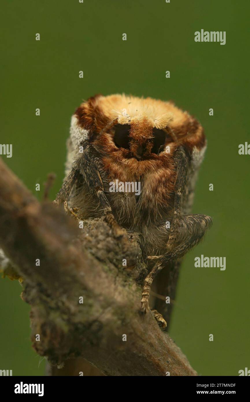 Vertical facial closeup on a Buff-tip moth, Phalera bucephala sitting on twig Stock Photo