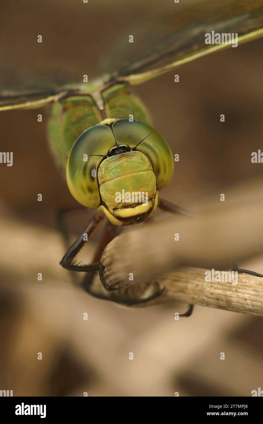 Extreme vertical macro closeup on the head of a Blue Emperor dragonfly ...