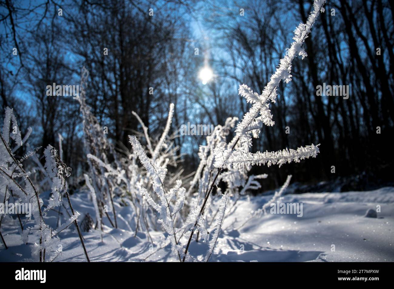 Winterlandschaft mit Eis, Schnee und frostigen weißen Bäumen Stock Photo
