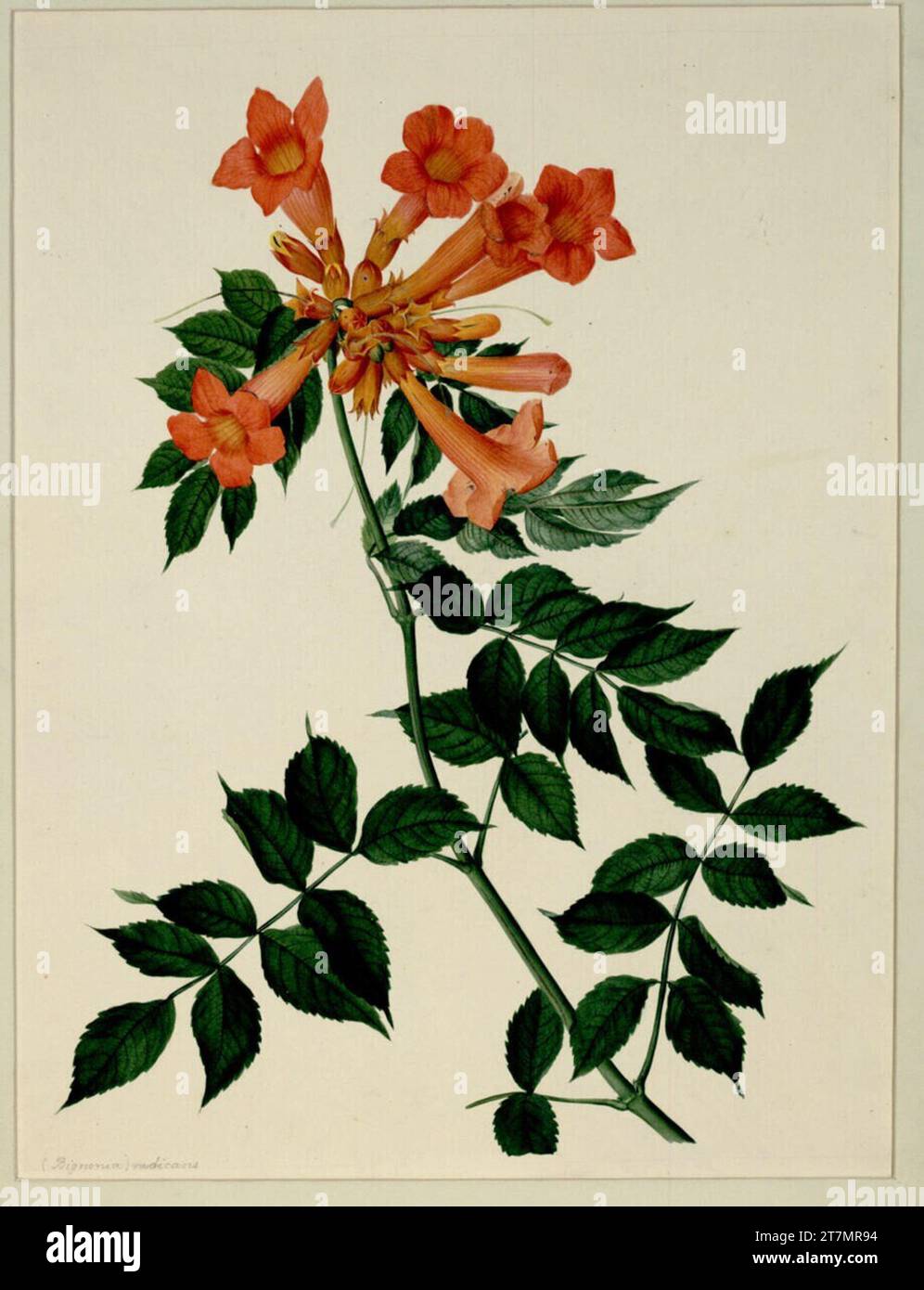 Johann Knapp Bignonia radicans. Watercolor, top color Stock Photo