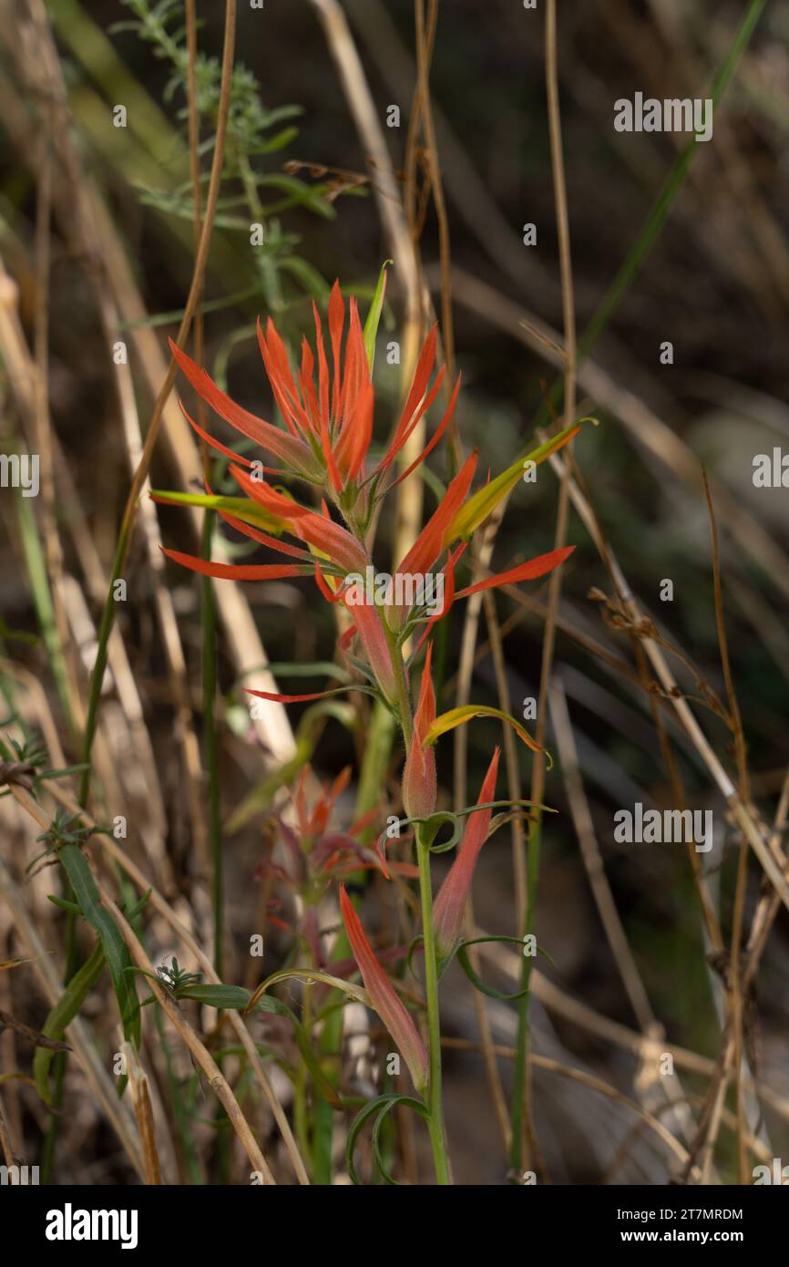 Wyoming Indian Paintbrush, Castilleja linariifolia, in bloom in Butler Wash, Bears Ears National Monument, Utah. Stock Photo