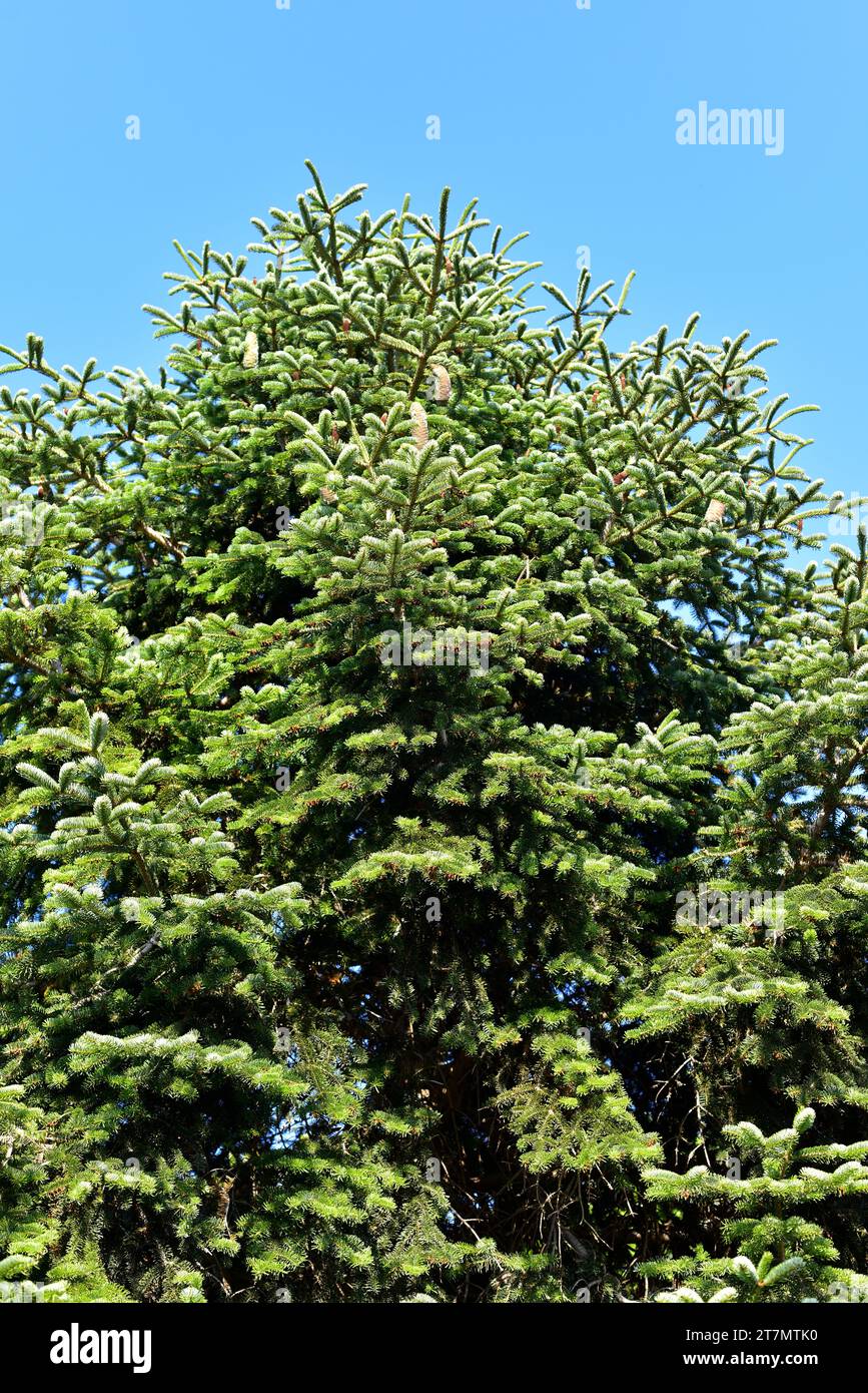 Taurus fir (Abies cilicica) is an evergreen tree native to Turkey, Lebanon and Syria. Stock Photo