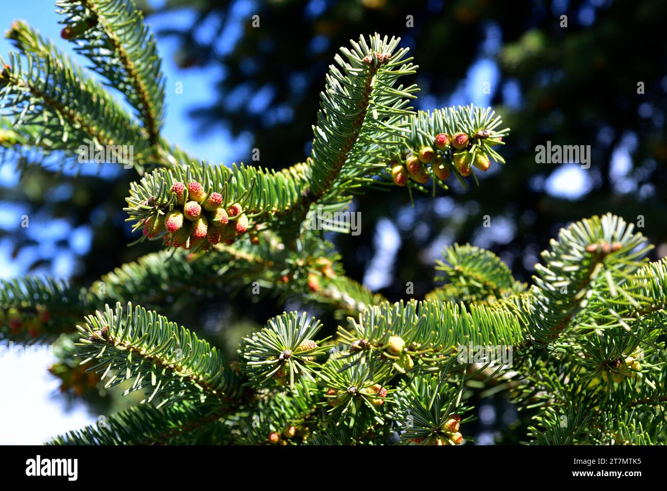 Taurus fir (Abies cilicica) is an evergreen tree native to Turkey, Lebanon and Syria. Male flowers and leaves detail. Stock Photo