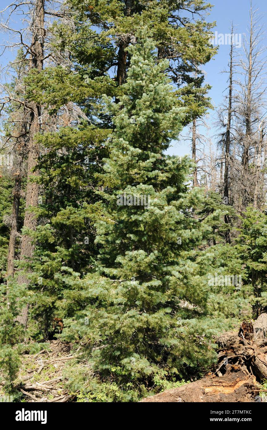 White fir (Abies concolor) is an evergreen tree native to western USA and noth west Mexico. This photo was taken in Bryce Canyon National Park, Utah, Stock Photo