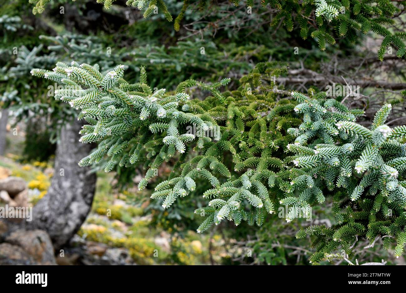 Spanish fir or pinsapo (Abies pinsapo) evergreen tree endemic to Mountains of Cadiz and Malaga. Leaves detail. This photo was taken in Sierra Bermeja, Stock Photo