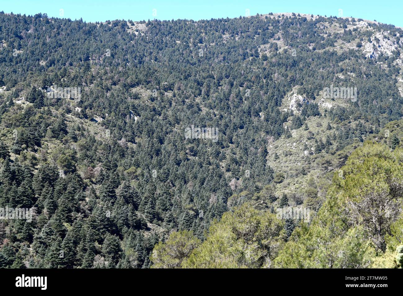Spanish fir or pinsapo (Abies pinsapo) evergreen tree endemic to Mountains of Cadiz and Malaga. This photo was taken in Los Lajares, Sierra de las Nie Stock Photo