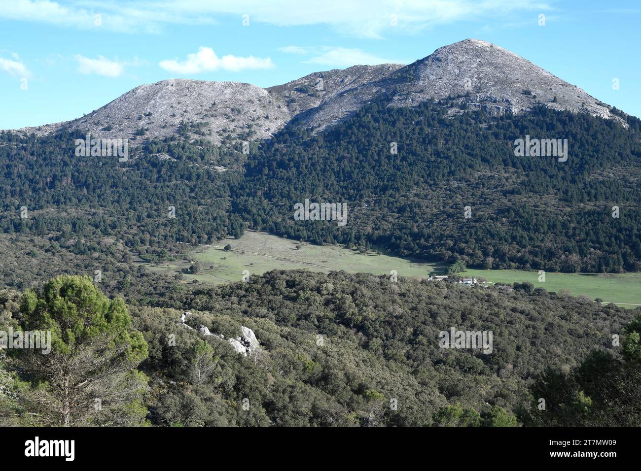 Spanish fir or pinsapo (Abies pinsapo) evergreen tree endemic to Mountains of Cadiz and Malaga. This photo was taken in Los Quejigales, Sierra de las Stock Photo
